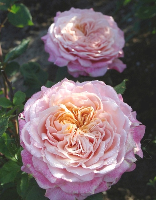 Роза японская Принцесса Мияби 1 шт
